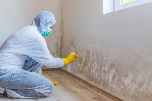 Licensed Basement Mold Remediation service in Hudson, CO - WQB Mold Removal