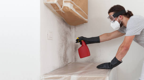Professional Basement Mold Remediation technician working in Hudson, CO