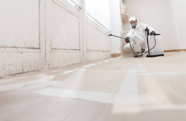 24/7 Emergency Basement Mold Remediation experts in Hudson, CO