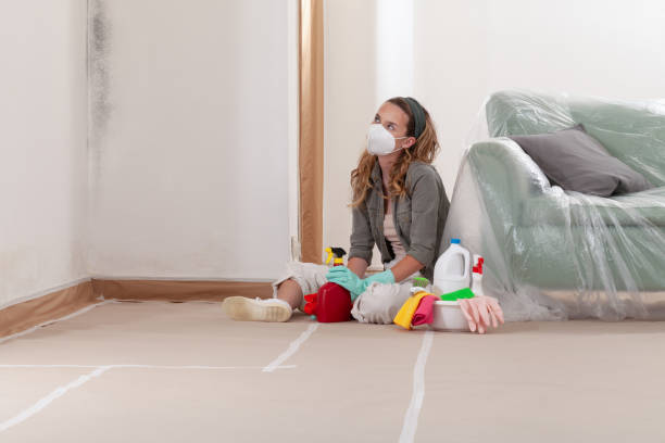 Reliable Basement Mold Remediation contractor in Hudson, CO by WQB Mold Removal