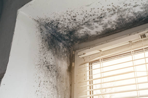 Affordable Basement Mold Remediation solutions in Hudson, CO