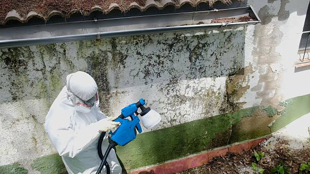 Top rated local Basement Mold Remediation specialists in Hudson, CO